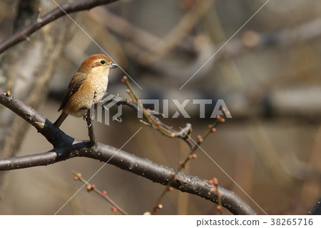 Creatures Birds Umasu to plums, Moz has stopped at plum trees that have begun to sag in the middle of February Creatures Birds Umasu to plums, Moz has stopped at plum trees that have begun to sag in the middle of February 38265716