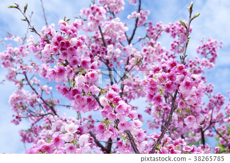 Cherry blossoms 38265785