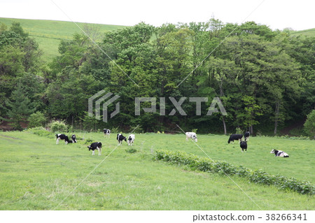 Grazing _ Kobe Town 38266341