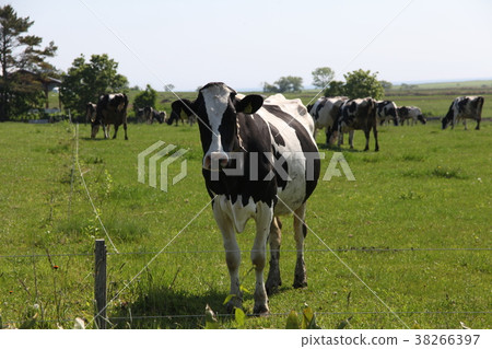 Ranch _ Monbetsu Ranch _ Monbetsu 38266397