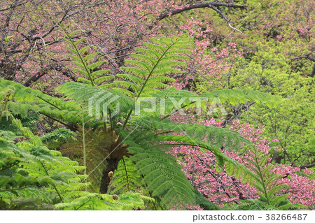 Cold scarlet cherry blossoms of Yaodake 38266487