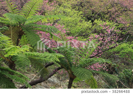 Yaodake的冷猩紅色櫻花 38266488