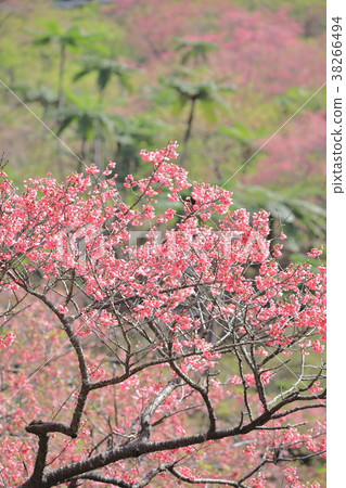 Cold scarlet cherry blossoms of Yaodake 38266494