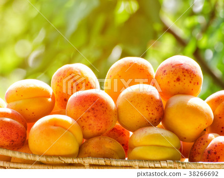 Pile of apricots closeup against the background Pile of apricots closeup against the background 38266692