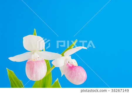 Blue and pink background 38267149