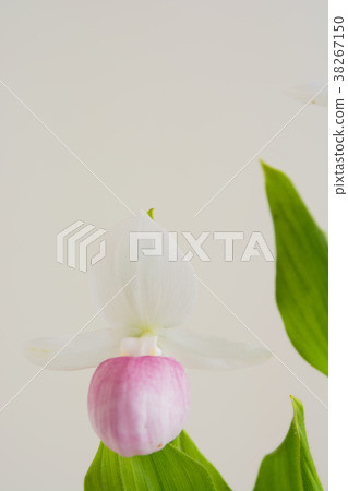 Pink-and-white slipper flower on white background 38267150