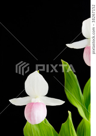 Pink and white poplar flower on black background 38267152