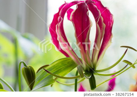 靠窗的Gloriosa 38267154