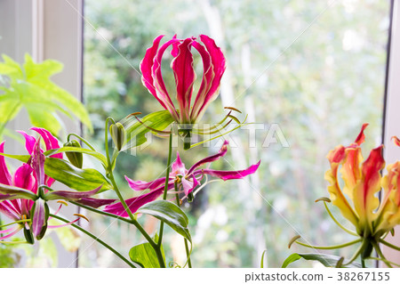 靠窗的Gloriosa 38267155