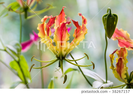 Gloriosa by the window 38267157