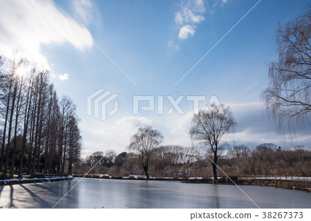 Ageo Maruyama Park雪景池在關東地區的大雪 Ageo Maruyama Park雪景池在關東地區的大雪 38267373