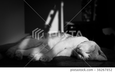 Cat sleeping in black and white tone. Cat sleeping in black and white tone. 38267852
