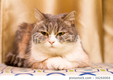 A close up of a tortoiseshell pet cat's face A close up of a tortoiseshell pet cat's face 38268068