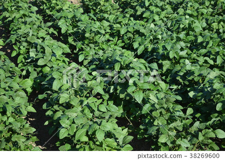 Soybean field 38269600