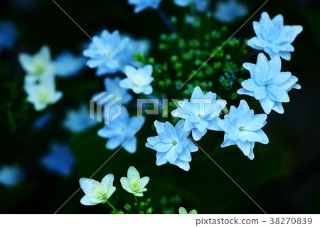 花繡球花 38270839