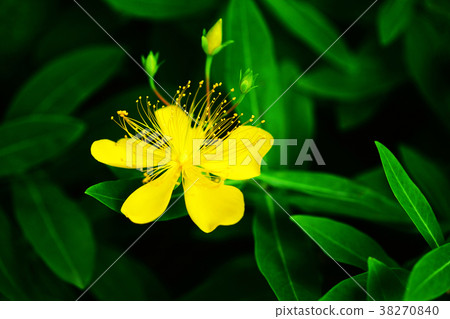 Baiyo-yanagi的花朵綻放 38270840