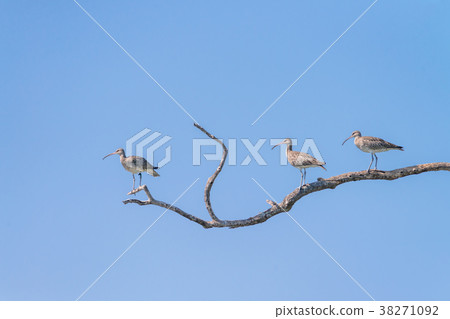 Flock of Eurasian Curlew at Libong island,Thailand 38271092