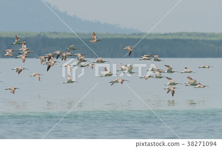 Flock of Eurasian Curlew at Libong island,Thailand Flock of Eurasian Curlew at Libong island,Thailand 38271094