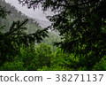 Scenics of wild forest - taiga 38271137