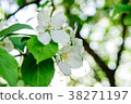 Apple tree in blossom with white and pink flowers 38271197