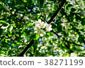 Apple tree in blossom with white and pink flowers 38271199