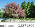 Apple tree in blossom with white and pink flowers 38271200
