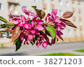 Apple tree in blossom with white and pink flowers 38271203