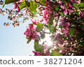 Apple tree in  blossom with white and pink flowers 38271204