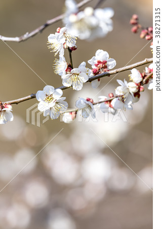 Plum blossom Plum blossom 38271315