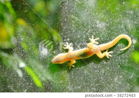 lizard hanging still for sunbathe on glass door  38272483
