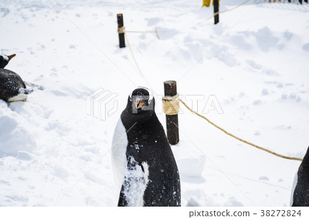 Penguin walk Penguin walk 38272824