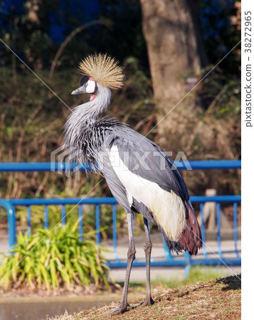 White-crowned crane 38272965
