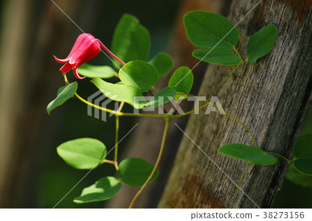 鐵線蓮猩紅色 鐵線蓮猩紅色 38273156