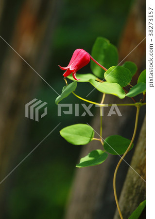 鐵線蓮猩紅色 鐵線蓮猩紅色 38273157