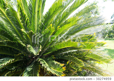dense green plant with a spider web. background 38274959