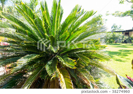 dense green plant with a spider web. background 38274960