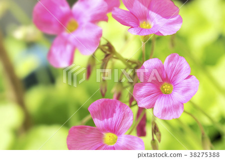 Pink oxalis Pink oxalis 38275388