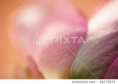 Parts (petals) 38275639