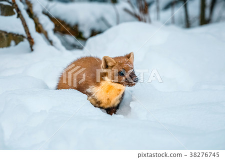 Single weasel sitting at snow field 38276745