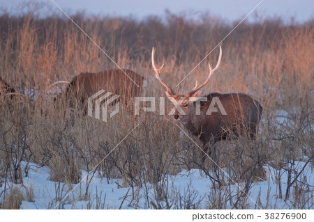 Ezo deer of Notsuke peninsula who took the morning sun 38276900