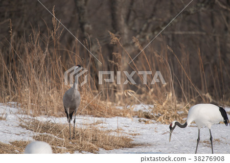 Kuroru留在Tsurui Kuroru留在Tsurui 38276908