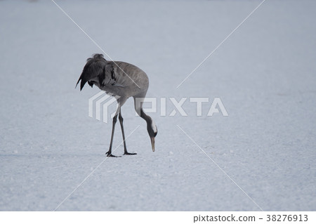 Kurozuru餵養 38276913