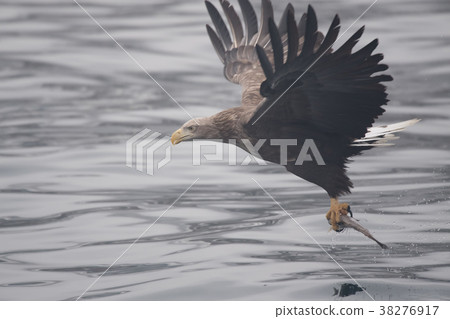 White-tailed eagle holding a fish 38276917