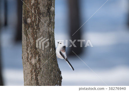 We look for food 38276940