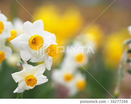 水仙盛開 水仙盛開 38277266