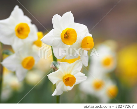 水仙盛開 水仙盛開 38277267