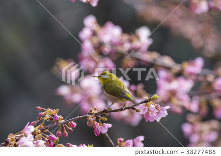 櫻花和mezzo 櫻花和mezzo 38277488