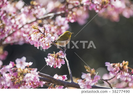 櫻花和mezzo 38277490
