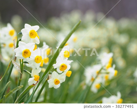 水仙盛開 38277491