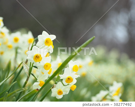 水仙盛開 水仙盛開 38277492
